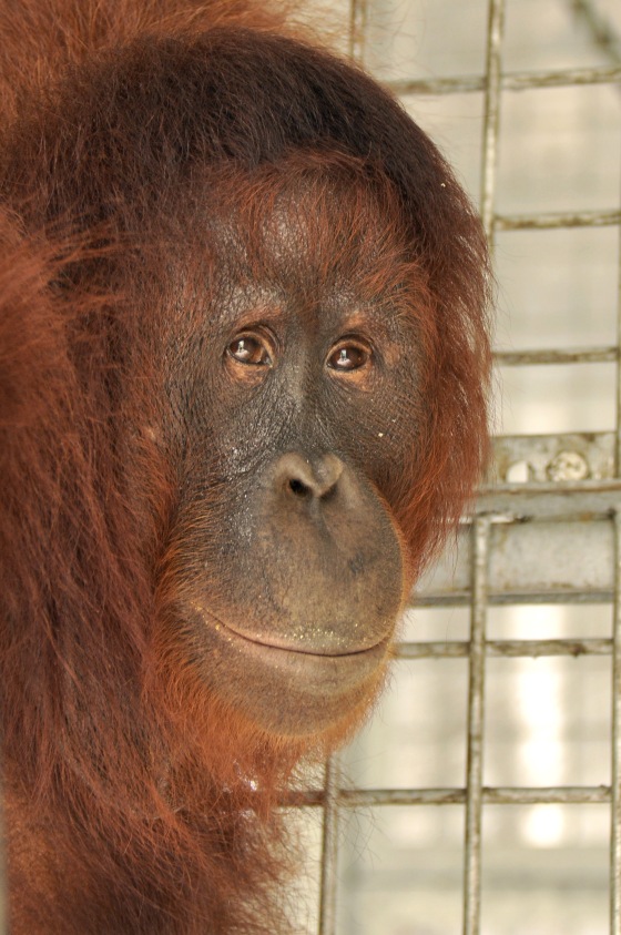 Now 17 years old and weighs 28.9 kg, Mita has grown into an elegant female orangutan, active and loves to explore.